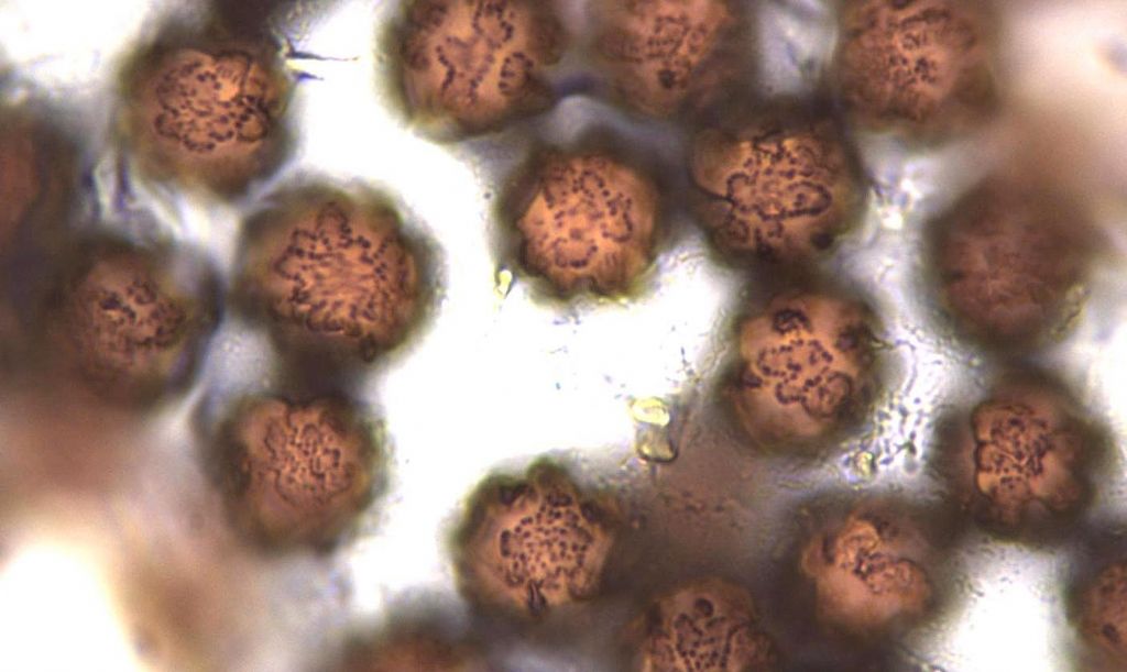 Lamproderma cristatum